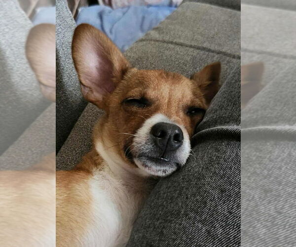 Medium Photo #2 Chihuahua-Unknown Mix Puppy For Sale in Lakewood, CO, USA