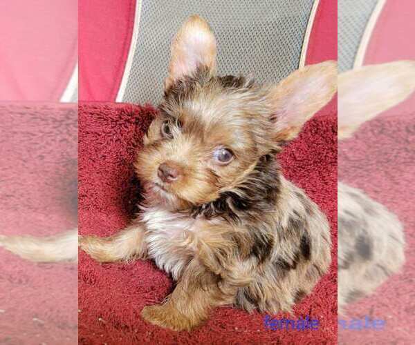 Medium Photo #16 Yorkshire Terrier Puppy For Sale in CONKLIN, NY, USA
