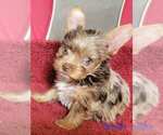 Small #15 Yorkshire Terrier