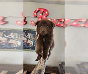 Miniature Australian Shepherd Puppy for sale in MILTON, WI, USA