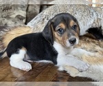 Image preview for Ad Listing. Nickname: Tyler