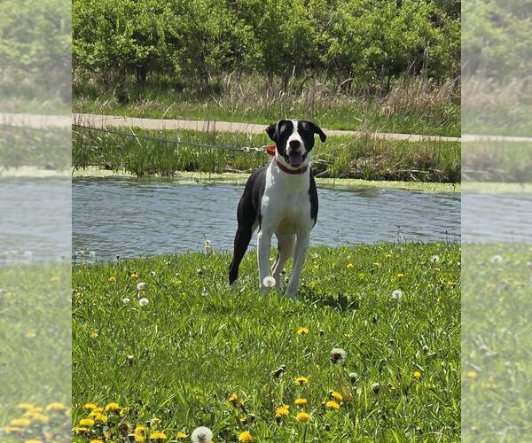 Medium Photo #1 Mutt Puppy For Sale in Oskaloosa, IA, USA