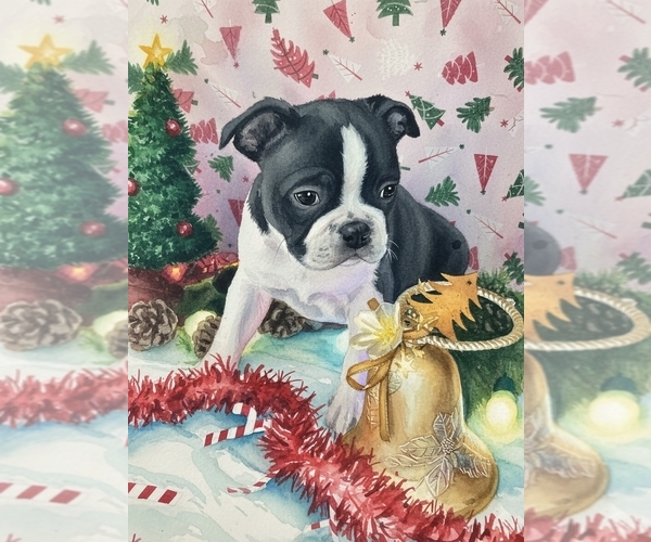 Medium Photo #1 Boston Terrier Puppy For Sale in BRYANT, AL, USA