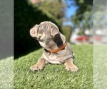 Small #18 English Bulldog