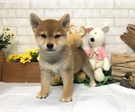 Small Photo #8 Shiba Inu Puppy For Sale in SAN FRANCISCO, CA, USA