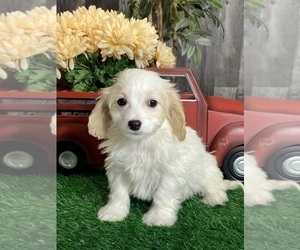 Cavachon Puppy for sale in CANOGA, NY, USA