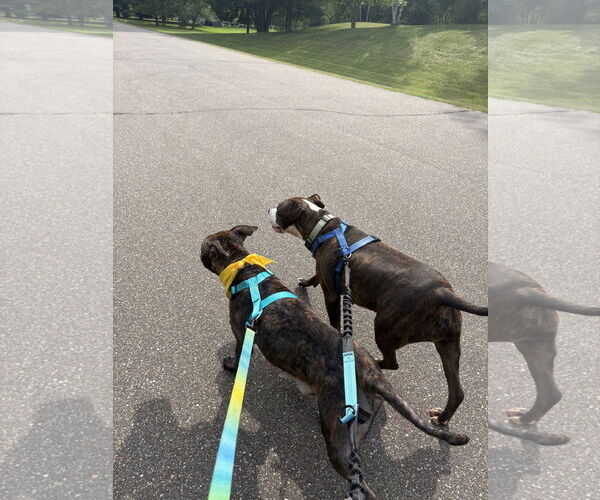 Medium Photo #5 American Pit Bull Terrier-American Staffordshire Terrier Mix Puppy For Sale in Princeton, MN, USA