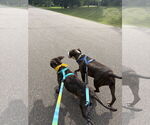 Small #4 American Pit Bull Terrier-American Staffordshire Terrier Mix