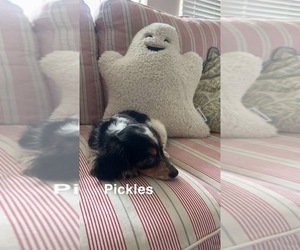 Dachshund Puppy for sale in FRISCO, TX, USA