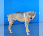 Small #2 Rat Terrier Mix