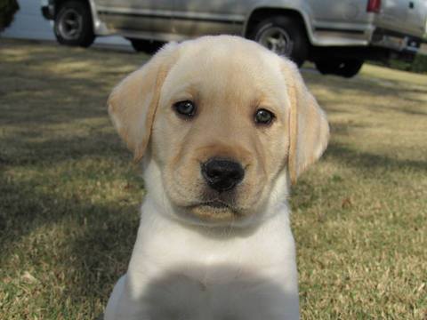 Medium Photo #1 Labrador Retriever Puppy For Sale in WINDER, GA, USA