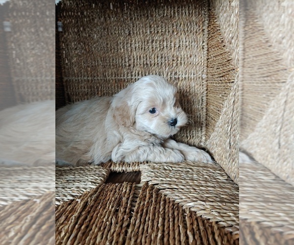 Medium Photo #4 ShihPoo Puppy For Sale in CANON CITY, CO, USA