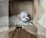 Small Photo #4 ShihPoo Puppy For Sale in CANON CITY, CO, USA