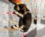 Small #7 Beagle