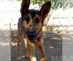 Small Photo #8 German Shepherd Dog-Unknown Mix Puppy For Sale in Apple Valley, CA, USA