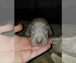 Small Photo #2 Weimaraner Puppy For Sale in DAVENPORT, IA, USA