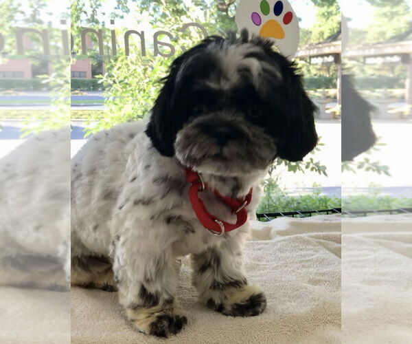 Medium Photo #2 Shih Tzu Puppy For Sale in Lincolnwood, IL, USA