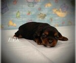 Small #1 Yorkshire Terrier