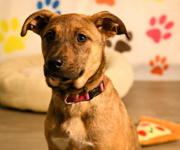 Medium Photo #3 Mutt Puppy For Sale in Brooklyn Center, MN, USA