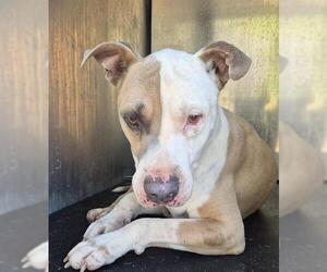 American Staffordshire Terrier-Unknown Mix Dogs for adoption in San Antonio, TX, USA