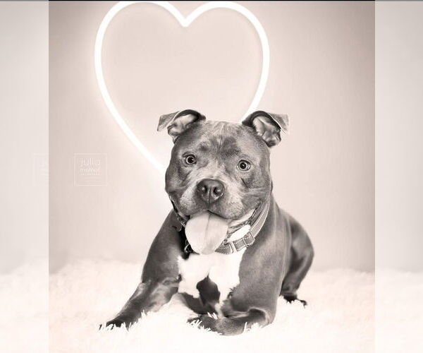 Medium Photo #8 American Pit Bull Terrier Puppy For Sale in Caldwell, NJ, USA