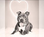 Small #7 American Pit Bull Terrier