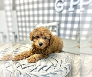 Poodle (Miniature) Puppy for sale in MARIETTA, GA, USA