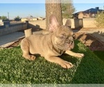 Small #2 French Bulldog