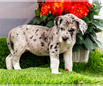 Puppy Kaylie Great Dane