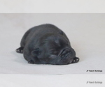 Small #3 French Bulldog