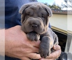 Small Photo #1 Chinese Shar-Pei Puppy For Sale in MERRITT IS, FL, USA