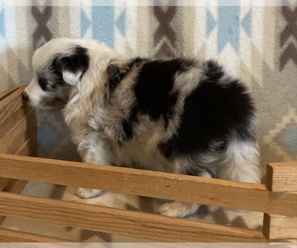 Medium Photo #8 Shetland Sheepdog Puppy For Sale in FORT MORGAN, CO, USA