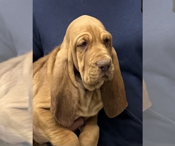 Medium Photo #5 Bloodhound Puppy For Sale in FORT MORGAN, CO, USA