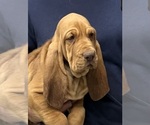 Red LM 4 - Male Bloodhound Puppy for Sale - Photo #5