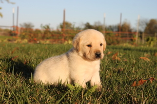 Labrador Retriever Puppy for sale in SAVOY, IL, USA