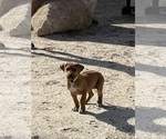 Small Photo #88 Rhodesian Ridgeback Puppy For Sale in MORONGO VALLEY, CA, USA