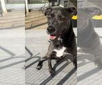 Small #37 Blue Lacy Mix