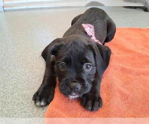Labrador Retriever-Unknown Mix Dogs for adoption in Orange, CA, USA