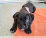Small Labrador Retriever Mix