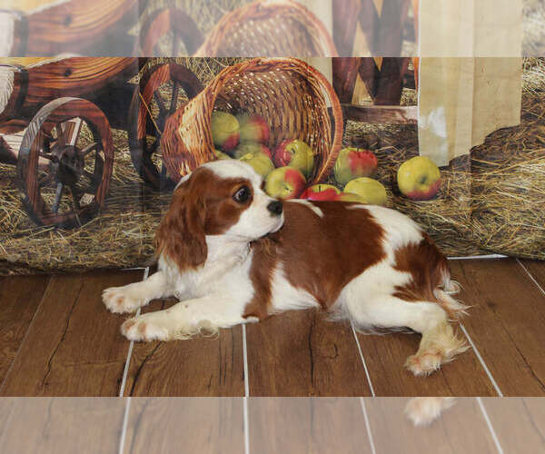 Medium Photo #1 Cavalier King Charles Spaniel Puppy For Sale in CHANUTE, KS, USA