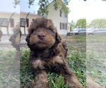 Puppy 8 F2 Aussiedoodle