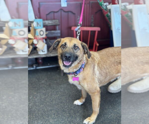 Medium Photo #6 Mutt Puppy For Sale in Mundelein, IL, USA