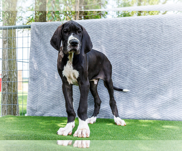 Medium Photo #4 Great Dane Puppy For Sale in WAKARUSA, IN, USA