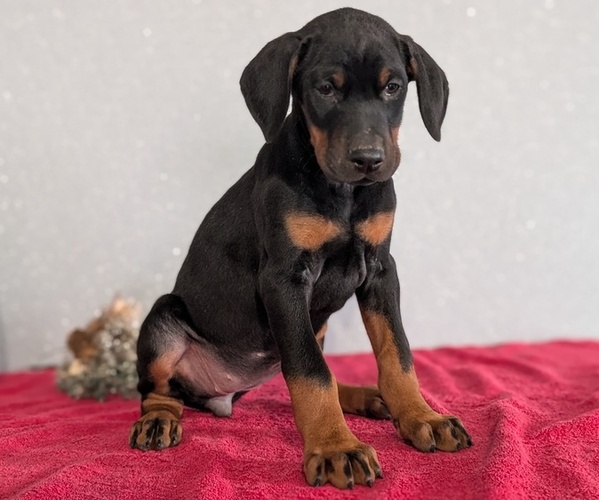 Medium Photo #70 Doberman Pinscher Puppy For Sale in GOSHEN, IN, USA