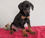 Small Photo #70 Doberman Pinscher Puppy For Sale in GOSHEN, IN, USA