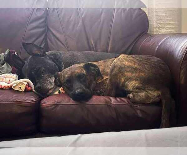 Medium Photo #3 Bogle Puppy For Sale in Aurora, IN, USA