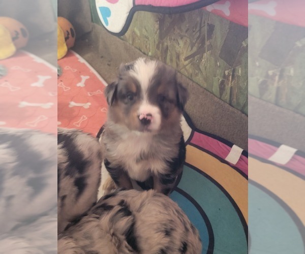 Medium Photo #4 Border-Aussie Puppy For Sale in HARTSEL, CO, USA