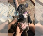 Small Photo #3 French Bulldog Puppy For Sale in CEDAR HILL, TX, USA