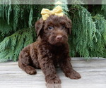 Small #4 Labradoodle