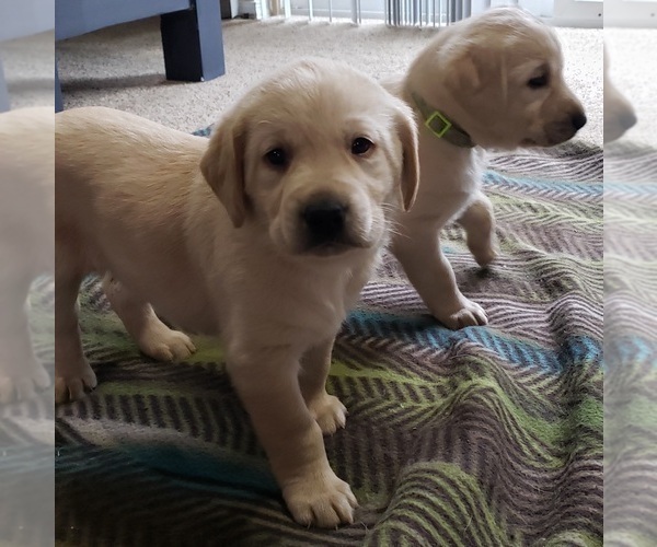 Medium Photo #126 Labrador Retriever Puppy For Sale in OLYMPIA, WA, USA
